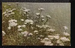 Achillea millefolium. (Schafgarbe). Kleiner Pflanzenatllas.