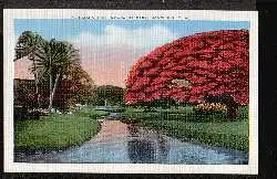 P01NCIANA TREE, MOANALUA Park. Honolulu.