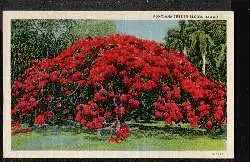 PONCIANA TREE IN BLOOM. HAWAII