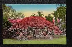 Royal Polncinna tree in bloom, Hawaii