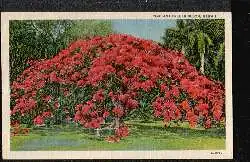 PONCIANA TREE IN BLOOM, HAWAII