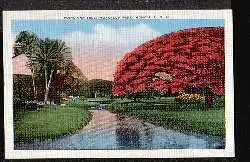 P01NCIANA TREE, MOANALUA Park. Honolulu.