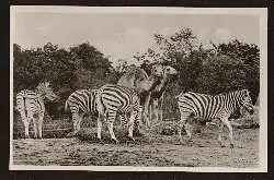 Hamburg. Carl Hagenbecks Terpark. Zebras und Dromedare