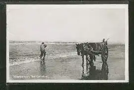 Scheveningen. Schelpenvisser