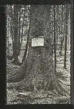 Hochharz. Höhenluftkurort Hohegeitz. Dicke Tanne.