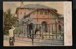 Hamburg. Zoologischer Garten. Elfant 'Anton'.