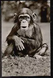 Hamburg. Stellingen. Carl Hagenbeck&#039;s Tierpark. Schimpanse.