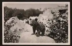 Hamburg. Carl Hagenbeck&#039;s Tierpark. Stellingen. Junger Braunbär.