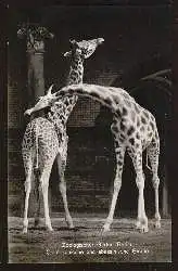 Berlin. Zoologischer Garten. Ostafrikanische Giraffe.
