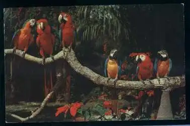 USA. Florida. Parrot Jungle.