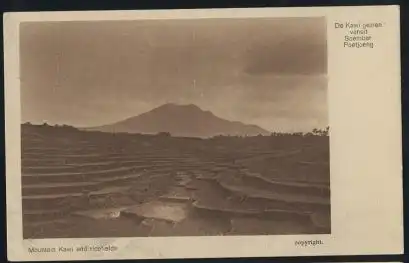 Java. Mountain Kawi and ricefields.