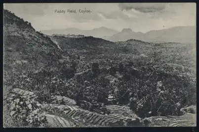Ceylon. Paddy Field.