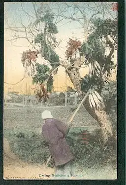 Japan. Drying Radishes a Farmer.