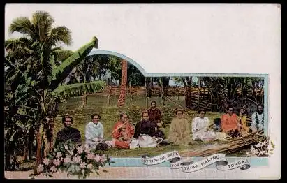 Tonga. Stripping Bark for Tappa making.