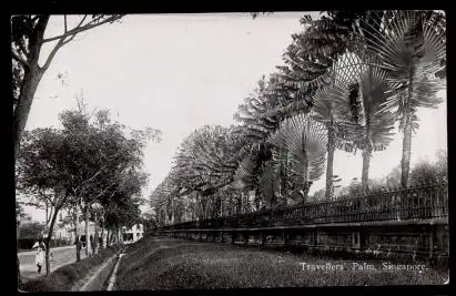 Singapore. Travellers Palm. Singapore.