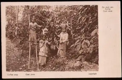 Java. East Java. Coffee crop.