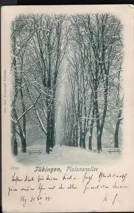 Tübingen. Platanenallee