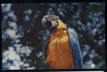 Venezuela. Papagei.
