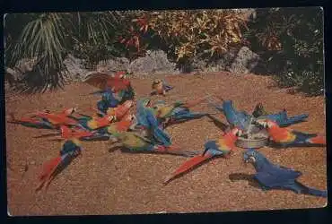 USA. Florida. &quot;Chow Time&quot; of the Parrot Jungle