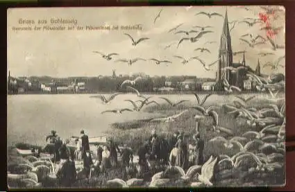 Schleswig. Gruss aus. Sammeln der Möveneier