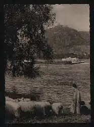 x01861; Am Rhein, Blick auf Ruine Drachenfels.