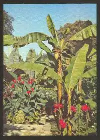 x02106; Insel Mainau i. Bodensee. Bananenstauden mit Blüte und Früchten.