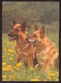 x02479; Schäferhund.