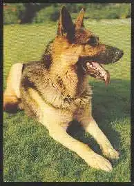 x02482; Schäferhund.