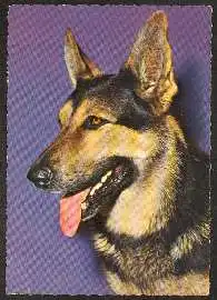 x02484; Schäferhund.