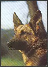 x02485; Schäferhund.