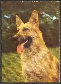 x02487; Schäferhund.