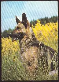 x02495; Schäferhund.