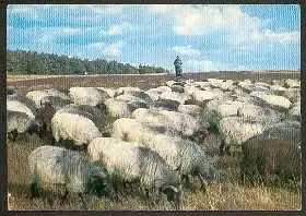 x02542; Idylle im Naturpark Lüneburger Heide.