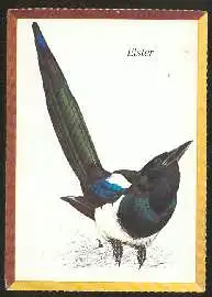 x02557; Elster.