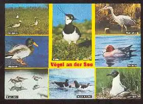 x02573; Vögel an der See.