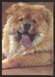 x02575; Hund. Chow Chow.