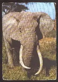 x02591; Elephant.