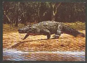 x02628; Krokodile.