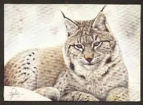 x02639; Luchs.