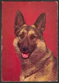 x02645; Schäferhund.