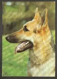 x02648; Schäferhund.