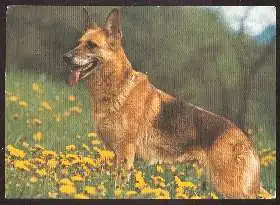 x02651; Schäferhund.