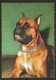 x02652; Hund. Boxer.