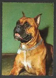 x02654; Hund. Boxer.