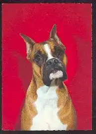 x02660; Hund. Boxer.