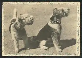 x02663; Hunde. Terrier.