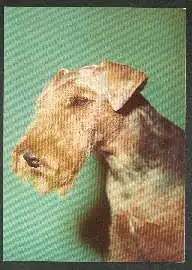 x02664; Hund. Terrier.