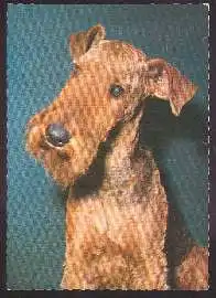 x02665; Hund. Terrier.