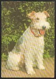 x02704; Hund. Terrier.