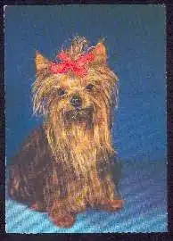 x02717; Hund. Yorkshire Terrier.